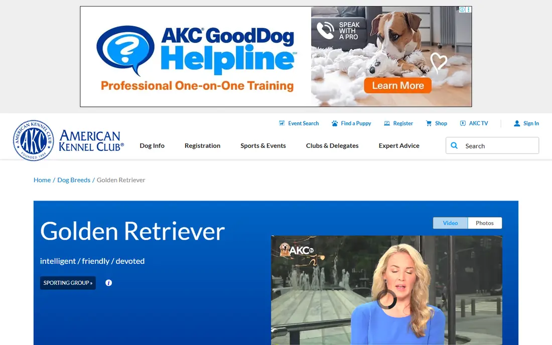Golden Retriever homepage
