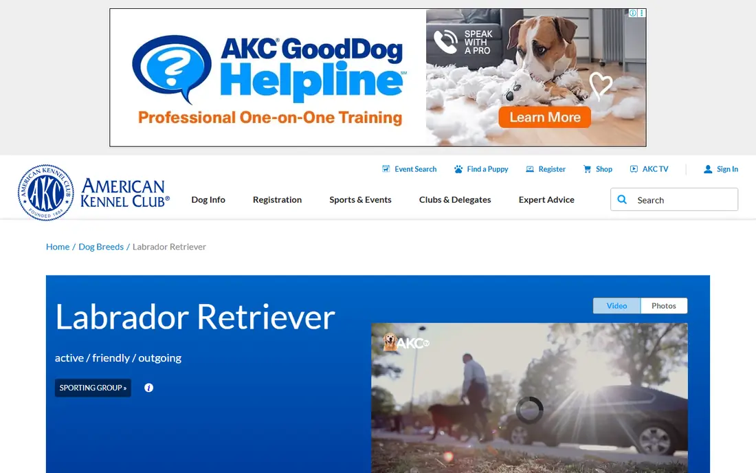 Labrador Retriever homepage