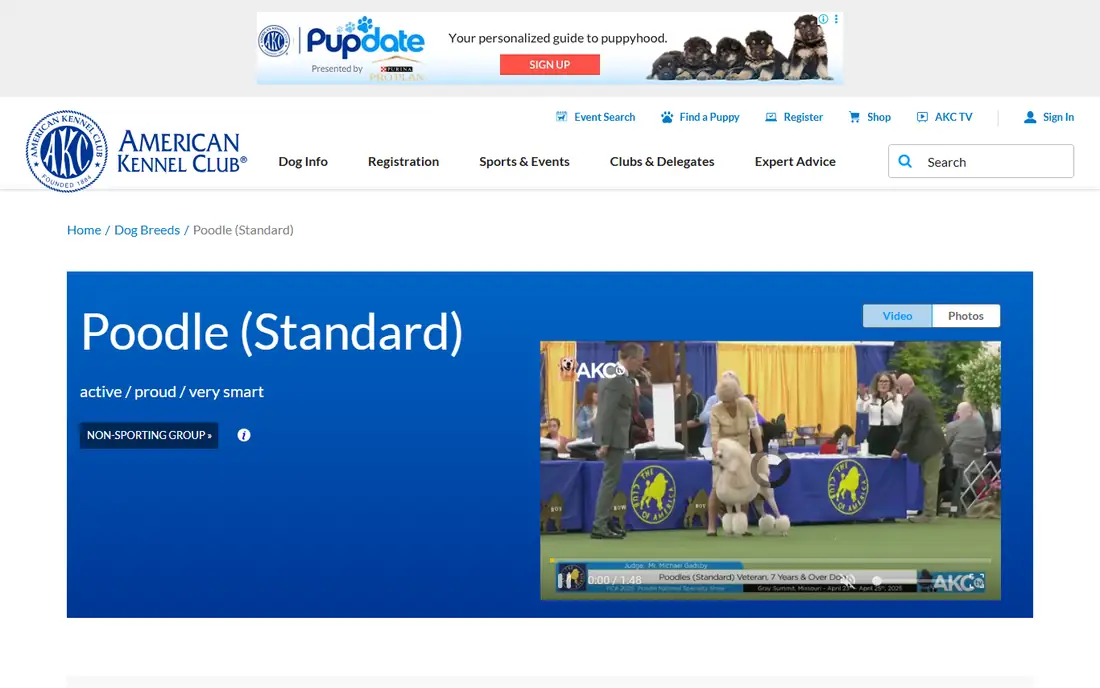 Standard Poodle homepage